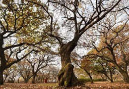 宿遷市最新古樹名木資源普查成果發(fā)布