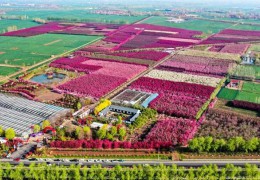 2025年度全國林草種苗供需分析報(bào)告發(fā)布